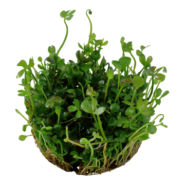 Tropica 1-2-Grow! Marsilea hirsuta 6,95 €