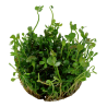 Tropica 1-2-Grow! Marsilea hirsuta 6,95 €