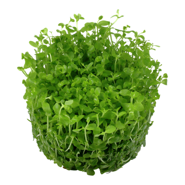 Tropica 1-2-Grow! Micranthemum 'Monte Carlo'