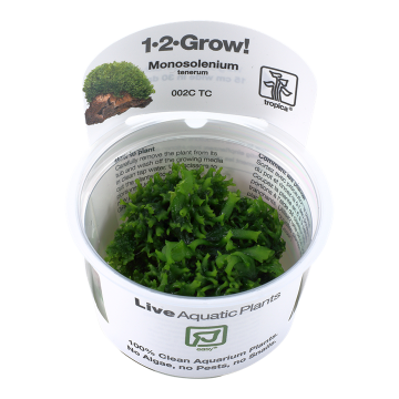 Tropica 1-2-Grow! Monosolenium tenerum