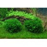 Tropica 1-2-Grow! Monosolenium tenerum