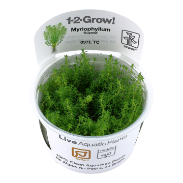 Tropica 1-2-Grow! Myriophyllum 'Guyana'