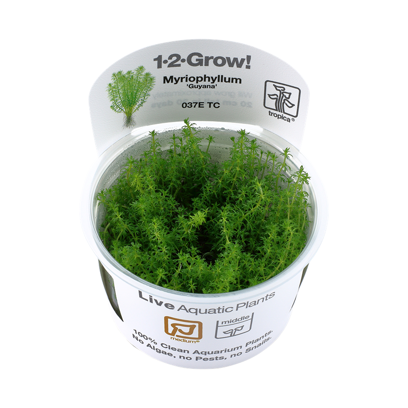 Tropica 1-2-Grow! Myriophyllum 'Guyana'