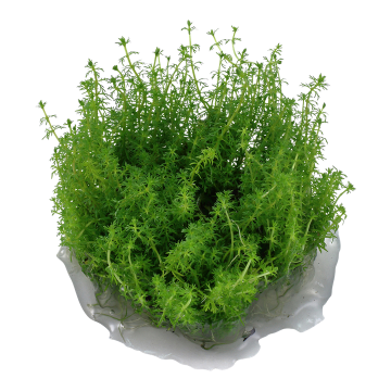 Tropica 1-2-Grow! Myriophyllum 'Guyana'