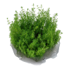 Tropica 1-2-Grow! Myriophyllum 'Guyana' 6,95 €