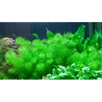 Tropica 1-2-Grow! Myriophyllum 'Guyana' 6,95 €