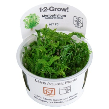 Tropica 1-2-Grow! Myriophyllum mattogrossense