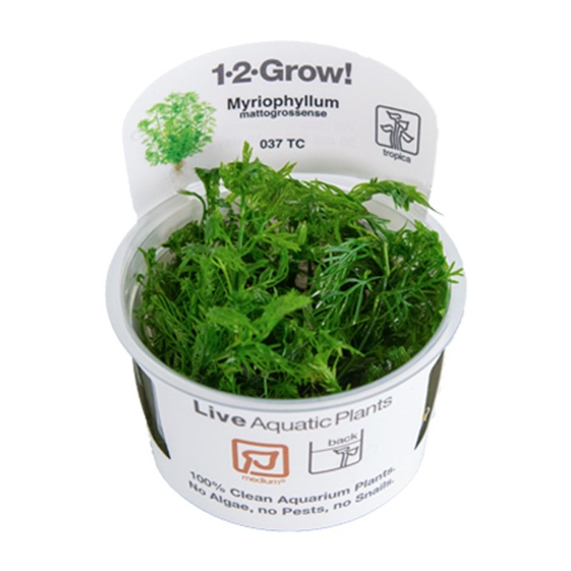 Tropica 1-2-Grow! Myriophyllum mattogrossense