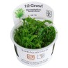 Tropica 1-2-Grow! Myriophyllum mattogrossense