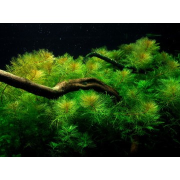 Tropica 1-2-Grow! Myriophyllum mattogrossense