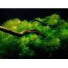 Tropica 1-2-Grow! Myriophyllum mattogrossense