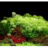 Tropica 1-2-Grow! Myriophyllum mattogrossense