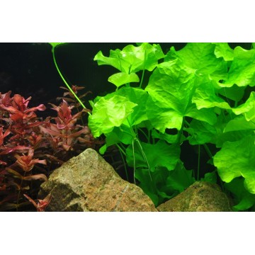 Tropica 1-2-Grow! Nymphoides hydrophylla 'Taiwan' 6,95 €