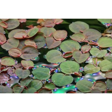 Tropica 1-2-Grow! Phyllanthus fluitans 6,95 €