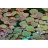 Tropica 1-2-Grow! Phyllanthus fluitans 6,95 €