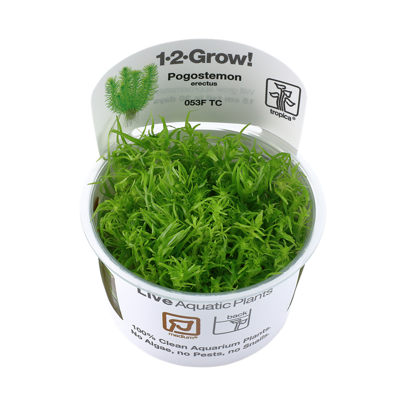 Tropica 1-2-Grow! Pogostemon erectus 6,95 €