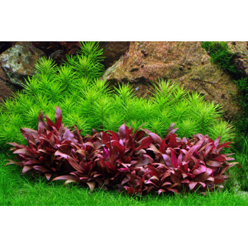 Tropica 1-2-Grow! Pogostemon erectus 6,95 €