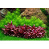 Tropica 1-2-Grow! Pogostemon erectus 6,95 €