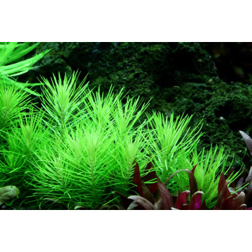 Tropica 1-2-Grow! Pogostemon erectus 6,95 €