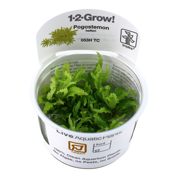 Tropica 1-2-Grow! Pogostemon helferi 6,95 €