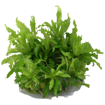 Tropica 1-2-Grow! Pogostemon helferi 6,95 €