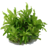 Tropica 1-2-Grow! Pogostemon helferi