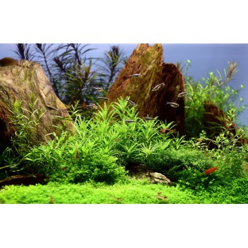 Tropica 1-2-Grow! Pogostemon helferi