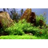 Tropica 1-2-Grow! Pogostemon helferi