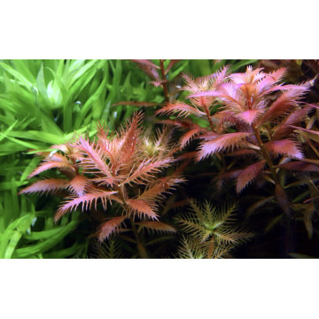 Tropica 1-2-Grow! Proserpinaca palustris 'Cuba' 6,95 €