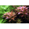 Tropica 1-2-Grow! Proserpinaca palustris 'Cuba' 6,95 €