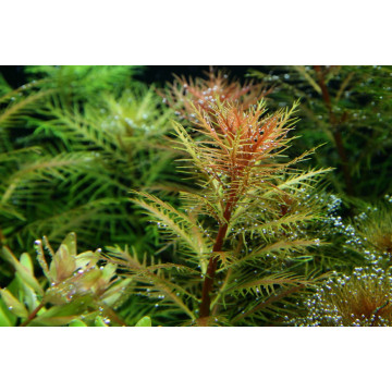 Tropica 1-2-Grow! Proserpinaca palustris 'Cuba' 6,95 €