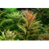 Tropica 1-2-Grow! Proserpinaca palustris 'Cuba' 6,95 €