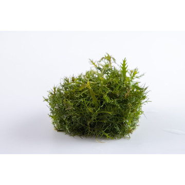 Tropica 1-2-Grow! Proserpinaca palustris 'Cuba' 6,95 €