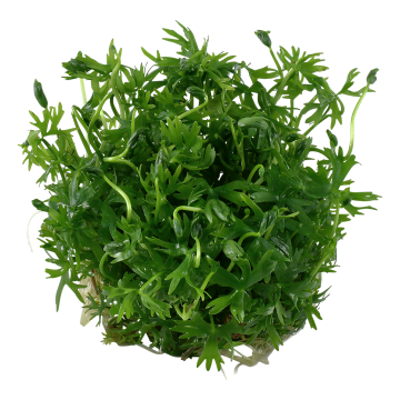 Tropica 1-2-Grow! Ranunculus inundatus 6,95 €