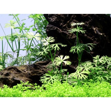 Tropica 1-2-Grow! Ranunculus inundatus