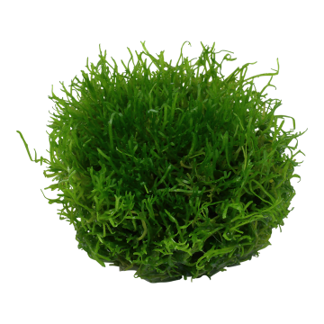 Tropica 1-2-Grow! Riccia fluitans