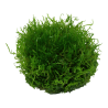 Tropica 1-2-Grow! Riccia fluitans 6,95 €