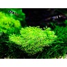 Tropica 1-2-Grow! Riccia fluitans 6,95 €