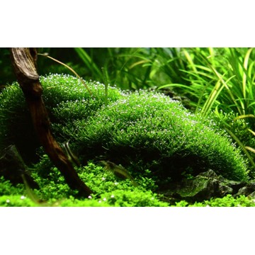 Tropica 1-2-Grow! Riccia fluitans 6,95 €