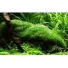 Tropica 1-2-Grow! Riccia fluitans