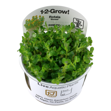 Tropica 1-2-Grow! Rotala indica 'Bonsai'