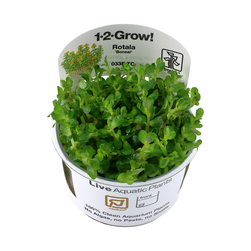 Tropica 1-2-Grow! Rotala indica 'Bonsai' 6,95 €