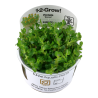 Tropica 1-2-Grow! Rotala indica 'Bonsai' 6,95 €