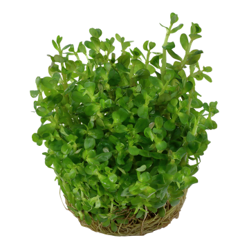 Tropica 1-2-Grow! Rotala indica 'Bonsai'