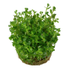 Tropica 1-2-Grow! Rotala indica 'Bonsai' 6,95 €