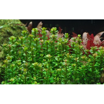 Tropica 1-2-Grow! Rotala indica 'Bonsai'