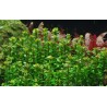 Tropica 1-2-Grow! Rotala indica 'Bonsai'