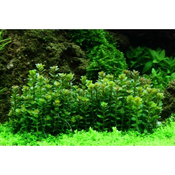 Tropica 1-2-Grow! Rotala indica 'Bonsai'