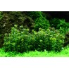 Tropica 1-2-Grow! Rotala indica 'Bonsai'