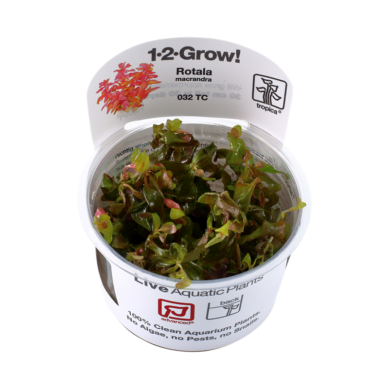 Tropica 1-2-Grow! Rotala macrandra